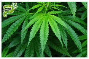 Cannabis Sativa Hemp Essential Natural Plant Extract Oil CBD Cannabidiol For Smoking / Vaping Manufactures