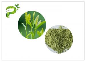  Matcha Green Tea Powder From Camellia Sinensis Leaves Manufactures