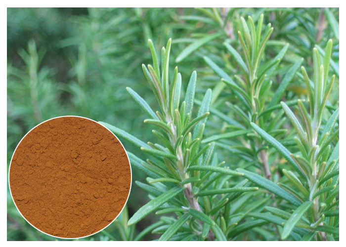  Rosmarinic Acid  Rosemary Extract Powder Water Soluble CAS No. 20283 95 5 Manufactures