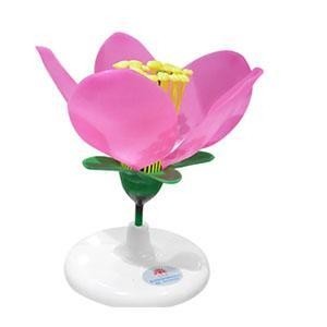  Flower and seed model Manufactures