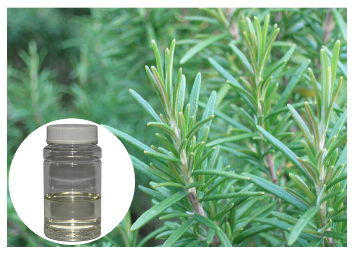  Colorless Rosemary Oil Extract , Fresh Smell Rosemary Essential Oil For Bath Product Manufactures