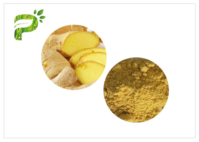  1.0ppm Cadmium Natural Herb Root Powder 100 Mesh Ginger Powder Tea Manufactures