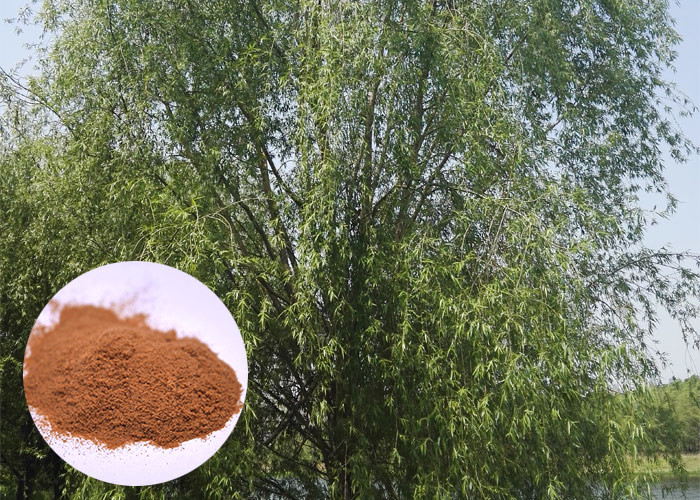  Salicin 98% Antifungal Plant Extracts White Willow Bark Extract Relieving Headache Manufactures