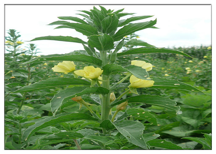  Evening Primrose Organic Plant Oils Food Grade Golden Yellow Color ISO Certification Manufactures