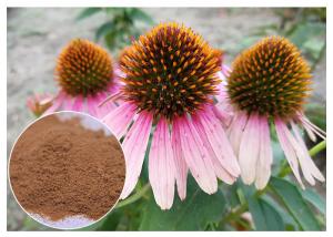  Dietary Supplement Pure Herbal Plant Extract Echinacea Purpurea Powder Improving Immunity Manufactures