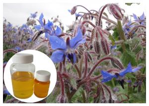  Borage Seed Organic Plant Oils Omega 6 Gamma Linolenic Acid Lower Blood Pressure Manufactures