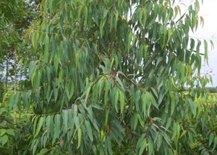  Anti Fungal Natural Essential Oils Eucalyptus Globulus Oil CAS No. 8000 48 4 Manufactures