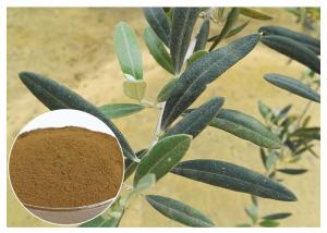  80 Mesh Natural Olive Leaf Extract Powder Food Grade Improving Immune System Manufactures