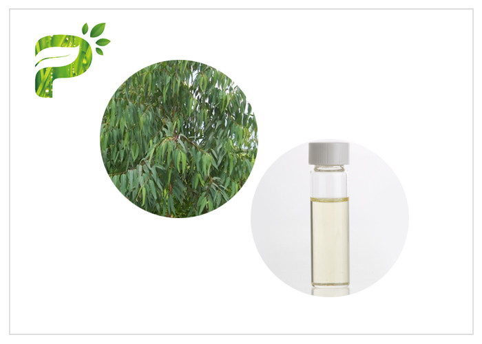  Eucalyptus Globulus natural plant oils 8000 48 4 Colorless to light yellow liquid Manufactures
