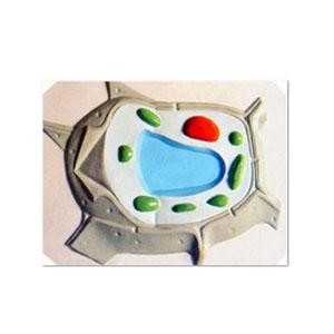  Relief model of plant cell Manufactures