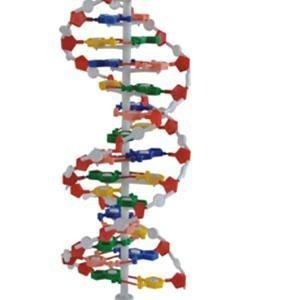  DNA model Manufactures