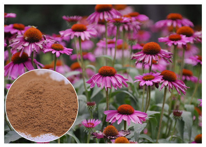  Echinacea Pururea Herbal Plant Extract Powder From Whole Herb Anti Virus Manufactures