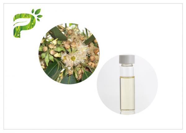 Anti Fungal Natural Essential Oils Eucalyptus Globulus Oil CAS No. 8000 48 4