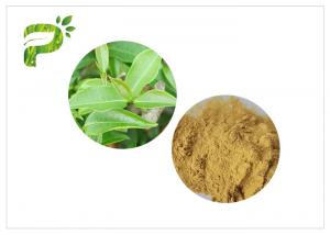  2.0ppm 60 Mesh Green Health Powder HPLC With Higher Tea Polyphenols Manufactures
