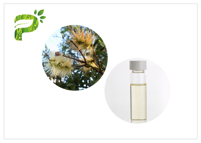 50% - 60% Content Tree Essential Oils Aromatherapy Oil Melaleuca Cajuputi Minor Oil