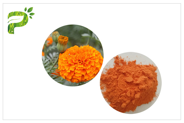  Retina Protection Marigold Flower Extract , Lutein 5% Powder Marigold Extract For Eyes Manufactures