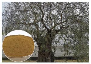  Oleuropein Olive Leaf Extract Supplement , Olive Leaf Extract Powder Prevent Heart Diseases Manufactures