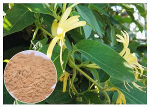  Anti Inflammatory Honeysuckle Flower Extract , 5% Chlorogenic Acid Lonicera Japonica Extract Manufactures