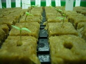  Hydroponic Rockwool Cubes For Growing Plants Manufactures