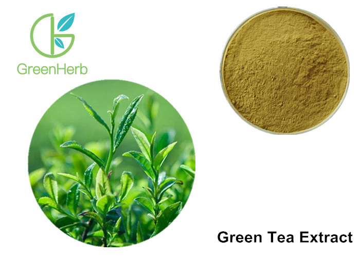  Green Tea Leaf Extract Treating Measles , 30% Polyphenols Powder Manufactures