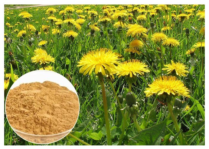  Dandelion Root Herbal Plant Extract Brown Color Powder 80 Mesh For Digestive Aid Manufactures