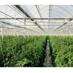 China High Elasticity Polyethylene Film Greenhouse For Vegetables / Cucumber / Tomato for sale