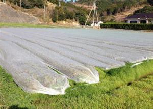  Non Woven Ground Cover Agriculture Non Woven Fabric Prevent Weeds From Ruining Landscape Manufactures