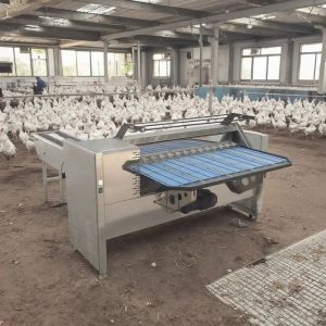 Egg Sorting Grading Machinery Egg Sorting And Washing Machine Egg Sorter Machine