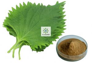 China DNJ Mulberry Leaf Extract 5% Natural Plant Extract Powder on sale