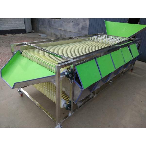 Macadamia Nut Roasting Machine Stainless Steel Fruit Sorting Grading Machine