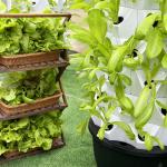 14 Layer 112 Site Vertical Hydroponic System With Automatic Drip