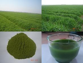 China 100% natural Bayley  grass powder,Organic Barley Grass powder,High quality Barley GrassPowder on sale
