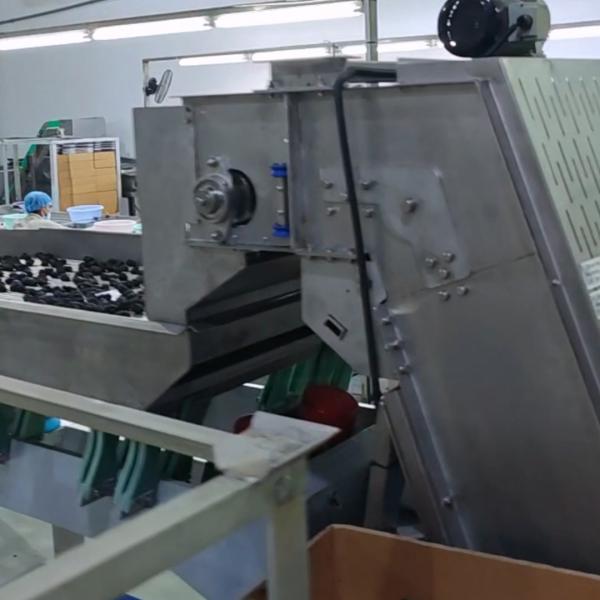  High-capacity Dates Sorting Machine, High Precision, 6 lanes+10 outlets, 1.8 Tons per hour, Advanced Operation Manufactures