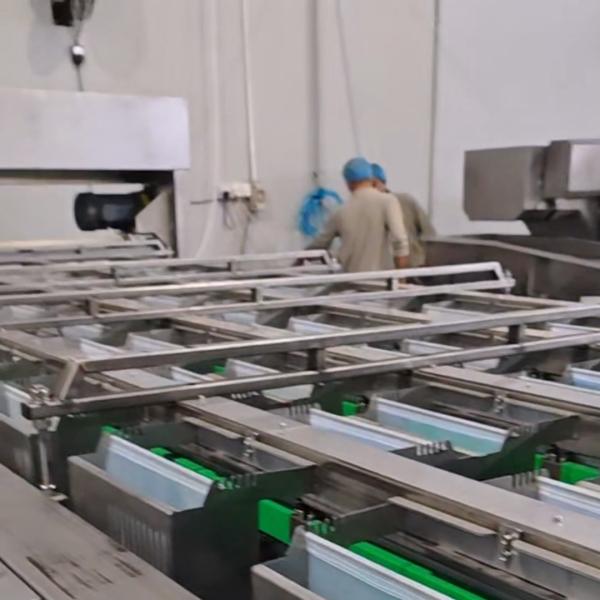  High-capacity Dates Sorting Machine, Computer Control, 6 lanes+10 outlets, 1.8 Tons per hour, High Precision Manufactures