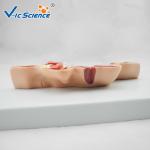 Artificial Human Anatomical Model Vertical Teaching Head Model VIC-324