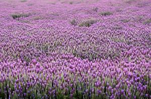 China natural lavender essential oil,Lavender oil on sale