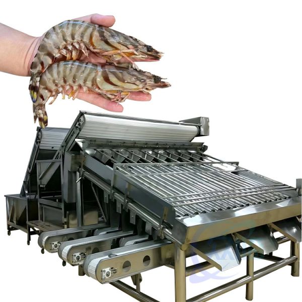 Quality Seafood Shrimp Processing Classifier Automatic Fast Fish Shrimp Size Classifier Shrimp Production Line Screening Machine for sale