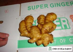  Healthy Fresh Raw Ginger No Pesticide Residues Used For Juicing / Flavor Manufactures