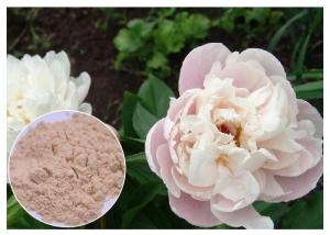 China Peony Root Powder Natural Anti Inflammatory Supplements Water Solvent CAS 23180 57 6 on sale