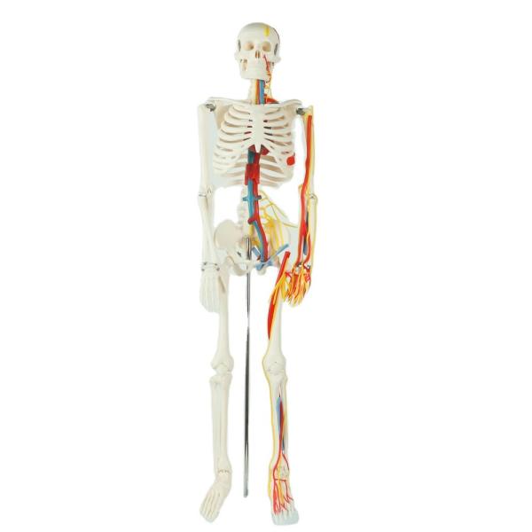 Quality Teaching Model with Chromatic  Vessels Nerves Skeleton Model with Stand Anatomy 85 cm Human Skeleton Model for sale