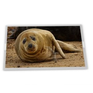  P080DCA-AZ7 8inch TFT LCD Display Modules supplier lcd panel Rectangular screen supplier lcd panel Manufactures