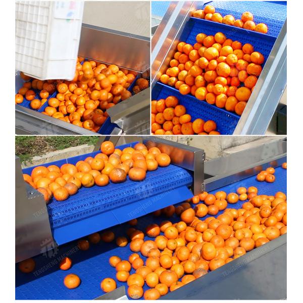 Washing Hoisting machine Fruit Orange Vegetable Apple pineapple Ginger Potato Carrot Sweet potato Yam cucumber chili onion okra Lettuce Cao Xin Baby
