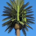 Customization 20m-50m Communication Monopole Artificial Tree Cell Towers Telecom