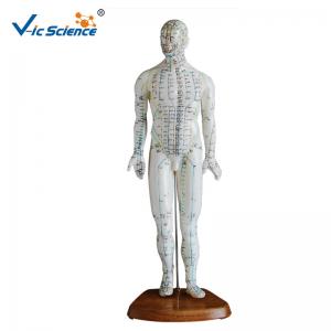 China 46cm Human Acupuncture Model on sale