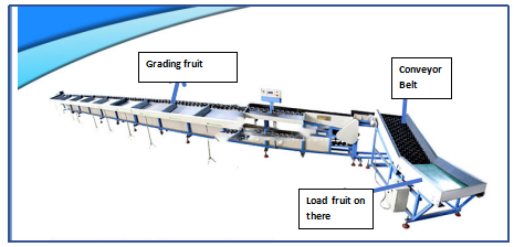 Customized Fruit Vegetable Grader Machine With Siemens Color Touch Screen