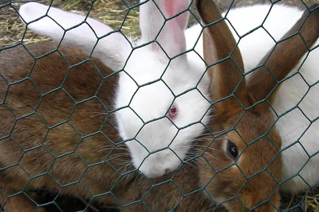 Weaving Hexagonal Wire Mesh Hexagonal Livestock Wire Netting With Hexagon Holes For Chicken Duck Goose