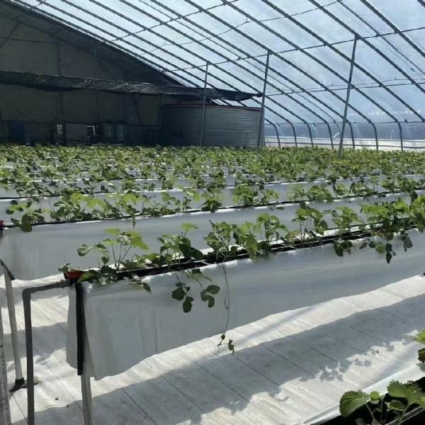 Quality Flower Planting Drip Irrigation System Sunlight Greenhouse with Customized Request for sale