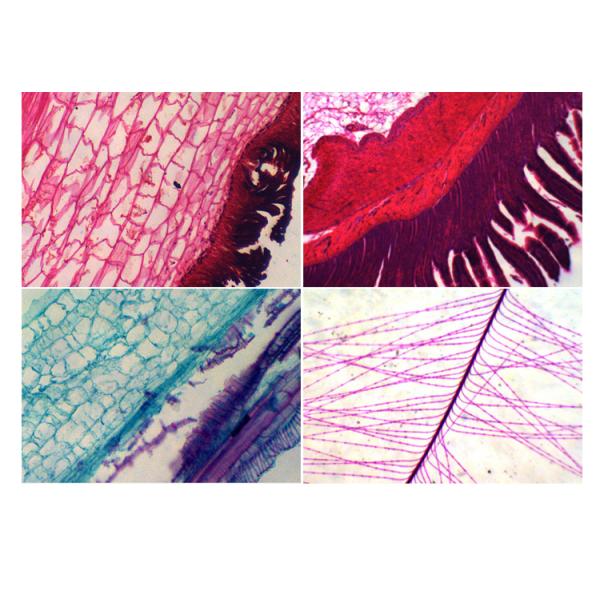 Coarse Focusing Mono Opto Edu Student Compound Microscope