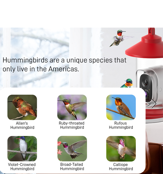 Smart Bird Feeder