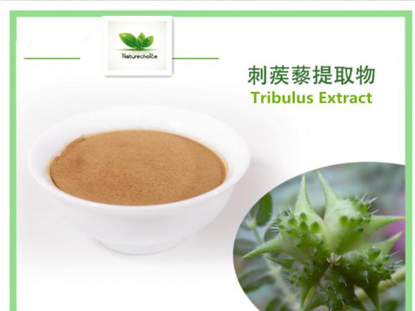 Quality Tribulus extract,Tribulus Terrestris Extract,Saponins for sale